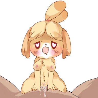 fushiana ai, isabelle (animal crossing), animal crossing, nintendo, canid, canine, canis, domestic dog, human, mammal, anthro, blush, bodily fluids, breasts, cowgirl position