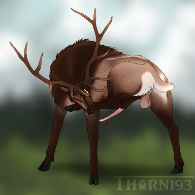 thorn193, cervid, cervine, elk, mammal, animal genitalia, animal penis, antlers, balls, brown body, brown fur, cervine penis, erection, feral, fur